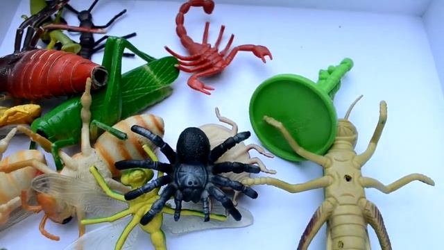 Насекомые. Обзор. Коробка с игрушками.