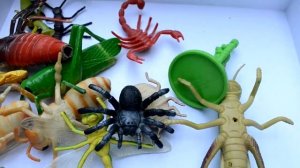 Насекомые. Обзор. Коробка с игрушками.