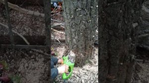 Самая дешёвая электропила ProCraft k1800 в работе за 950 гривен ( 30 $)