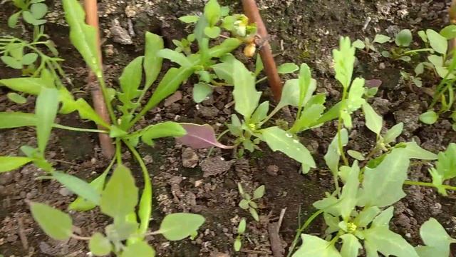 26.04.2022 весенние и подзимние черенки винограда. смотреть онлайн