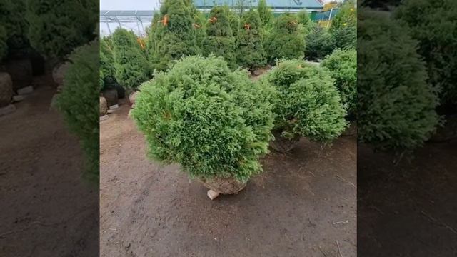 Туя Вересковидная смотреть онлайн