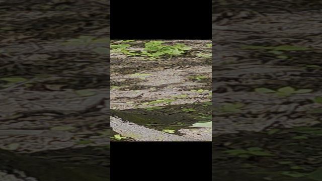 Как я встретил белочку смотреть онлайн