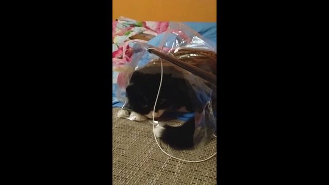 Анфиска хрустит пакетами на нервах/Anfiska crunches with packets on her nerves смотреть онлайн