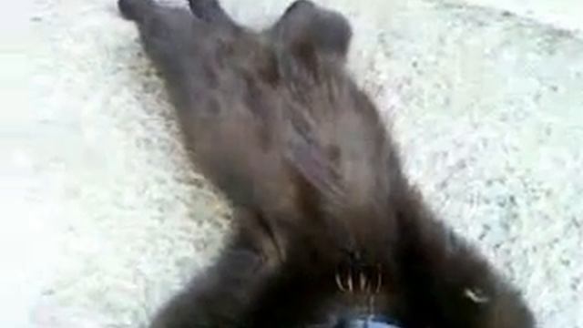 Котяра отдыхает смотреть онлайн
