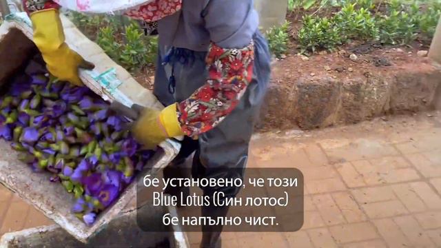 Син лотос - цветето на живота doTERRA смотреть онлайн