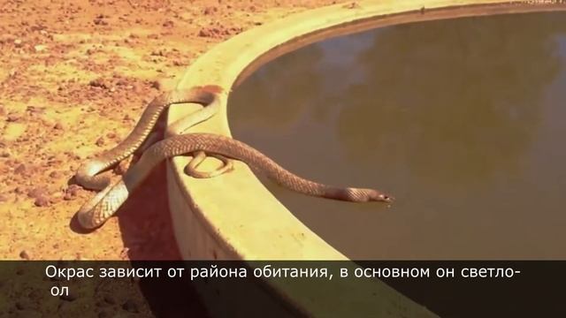 Тайпан - самая ядовитая и опасная змея Австралии. Интересные факты о существе, опаснее Кобры смотреть онлайн