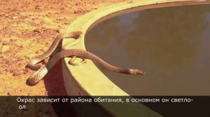 Тайпан - самая ядовитая и опасная змея Австралии. Интересные факты о существе, опаснее Кобры
