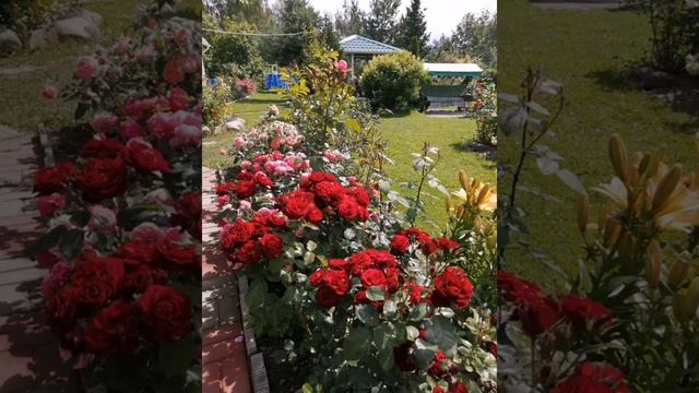 #Роза Rhapsody in Blue#Lavaglut#в моем саду# смотреть онлайн