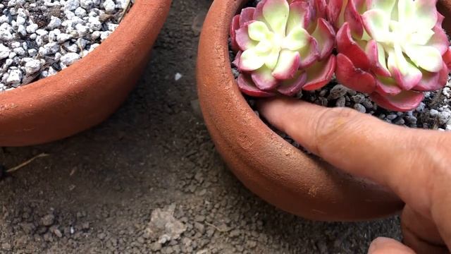 Repotting Echeveria Luella
