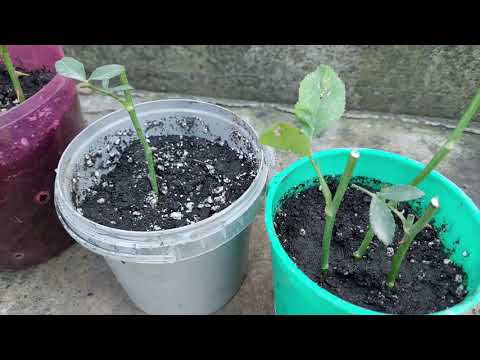 Черенкование роз в сентябре. смотреть онлайн