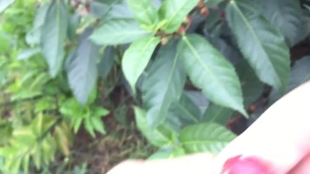 URBAN FORAGING: IS-IS FIGS смотреть онлайн