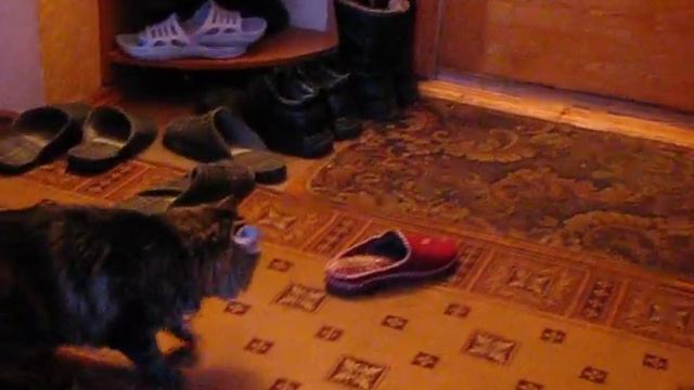 Кошка Сима изгоняет демонов -2 )))) смотреть онлайн