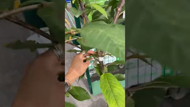 Деревья плодовые с Закрытой Корневой Системой (черешня) смотреть онлайн