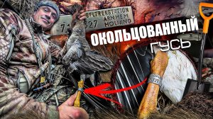 Добыл окольцованного гуся. Охота с ночёвкой. Вот это НАЛЁТ, что происходит !!!