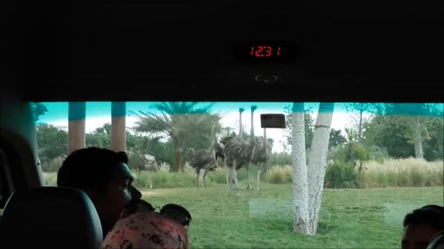 Dubai Safari Zoo Зоопарк Дубай Сафари حديقة حيوان دبي سفاري смотреть онлайн