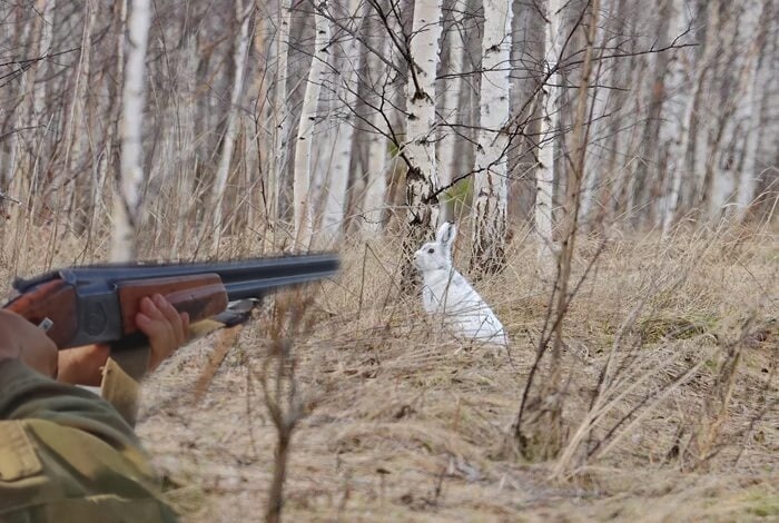 Охота на трофейного зайца с подхода или погоня с выстрелами. смотреть онлайн