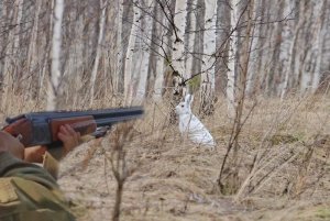 Охота на трофейного зайца с подхода или погоня с выстрелами.