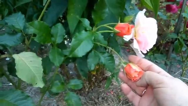 Роза Вестерленд в тренде! Замечательная роза для Сибири смотреть онлайн