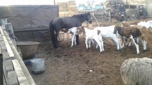 Жизнь в селе#Казахстан#Кобыла первородка не принимает жеребенка.