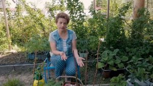 Червивая малина? Опрыскивать срочно!