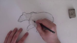 Как нарисовать медведя / How to draw bear