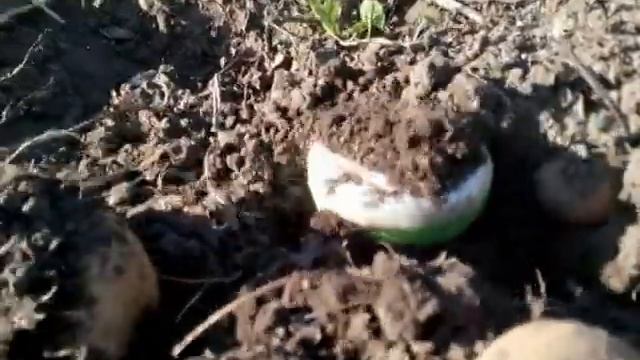 как копать картошку .how to dig potatoes смотреть онлайн