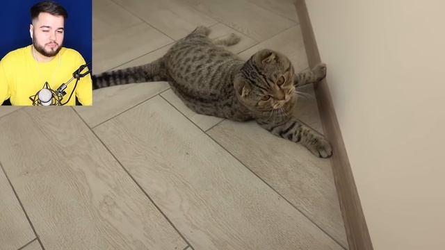 МУЛЬТЯШНЫЙ КОТ против МОЕГО КОТА в РЕАЛЬНОЙ ЖИЗНИ ?? Картун Кэт vs Кот СНЯТЫЕ НА КАМЕРУ?SCP смотреть онлайн