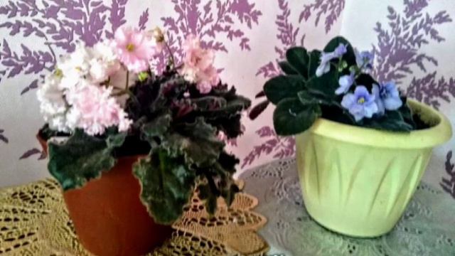 Фиалки синяя и розовая😻 смотреть онлайн