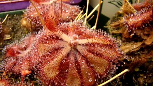 Drosera Natalensis ~ Sundew, Carnivorous Plant