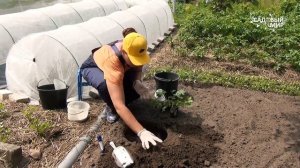 Многолетние дельфиниумы нового тысячелетия - Новозеландские. Как посадить новозеландский дельфиниум