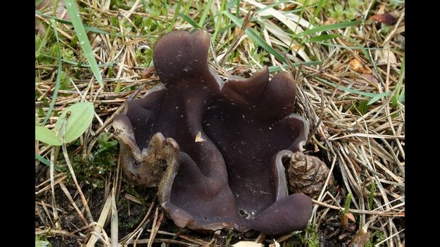 Sarcosphaera coronaria смотреть онлайн