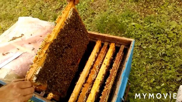БУДУ КАЧАТЬ ХВОСТЫ.👉БОНУС ОТ АКАЦИИ 🍯🍯🍯 смотреть онлайн