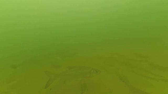 Рыбалка в Задонске подводная съёмка 2019 смотреть онлайн