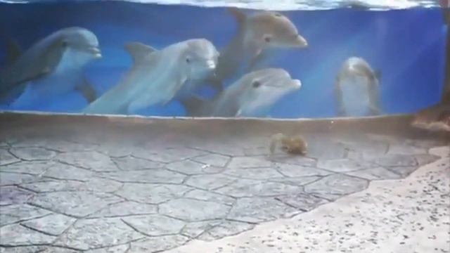 Видео с забавной реакцией любопытных дельфинов на белок покорило Сеть смотреть онлайн