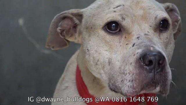 Bekas PitBull Petarung Yang Kini Dirawat Raja PitBull Puncak смотреть онлайн