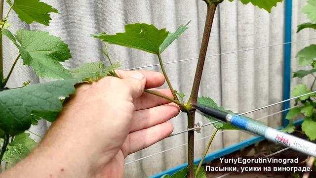 ? Пасынки усики на винограде. Что ОСТАВИТЬ, а что УДАЛИТЬ. Что ВАЖНО, а что БЕСПОЛЕЗНО. Пасынковани смотреть онлайн