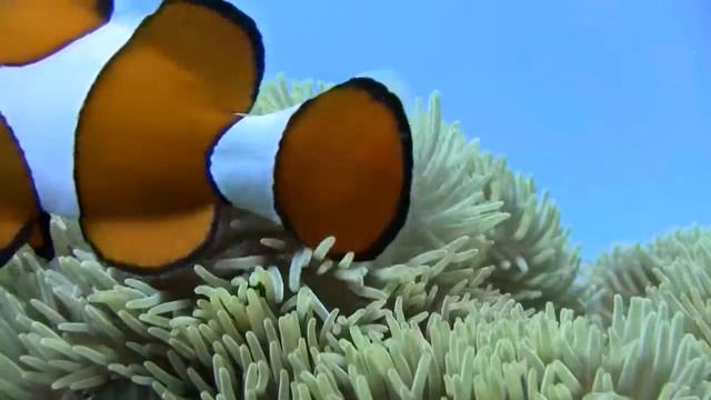 canon iVIS HF M31 WP-V2 смотреть онлайн