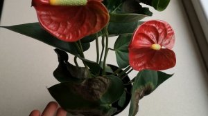 Купила на распродаже прекрасный Антуриум