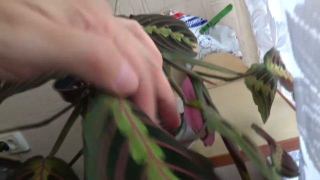 (137) Maranta Воздушный корень укоренить легко смотреть онлайн