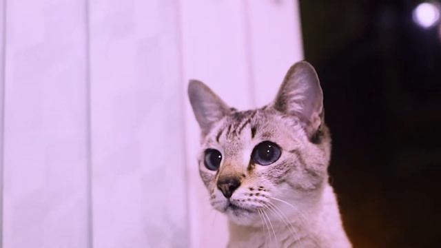 Тайская кошка окраса Тэбби-пойнт / Редкий окрас кошки смотреть онлайн