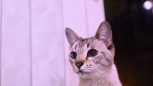 Тайская кошка окраса Тэбби-пойнт / Редкий окрас кошки