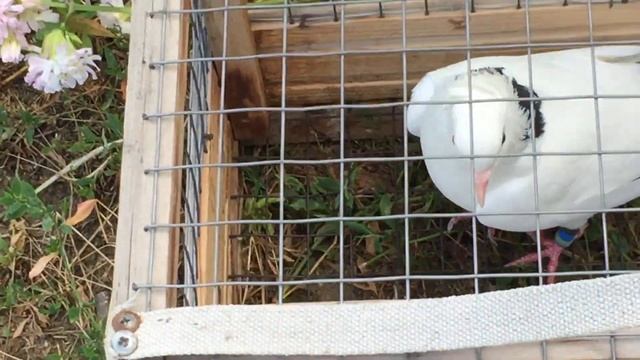 #Pigeons.Тренировка пискунов.