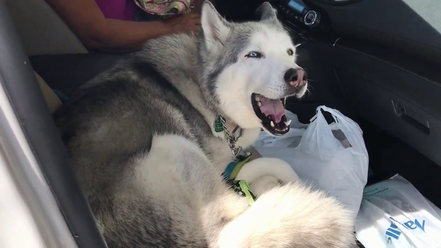 Зевс не хочет идти на заднее сиденье смотреть онлайн