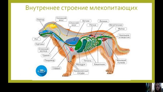 Тема 4. Биология. 7 класс. Баширова Т.В. смотреть онлайн