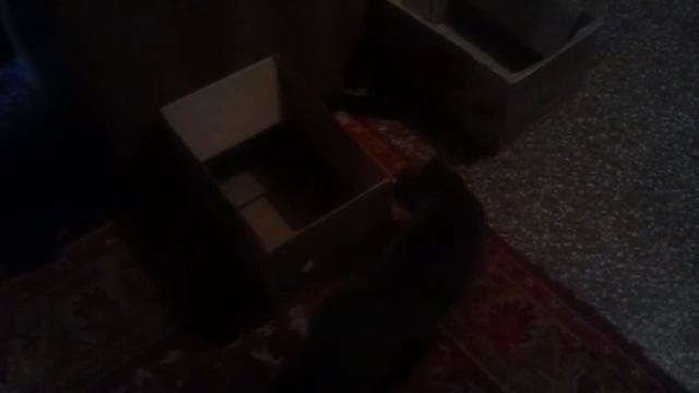 Ловим кота смотреть онлайн
