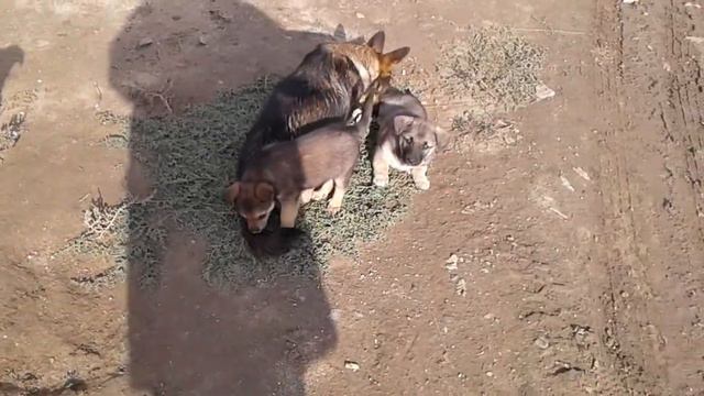 Щенки подросли и просят еду. смотреть онлайн