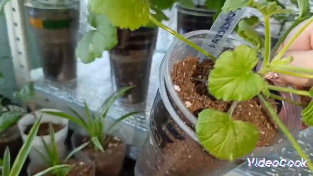 #обзор стеллажей#посадка#всходы смотреть онлайн