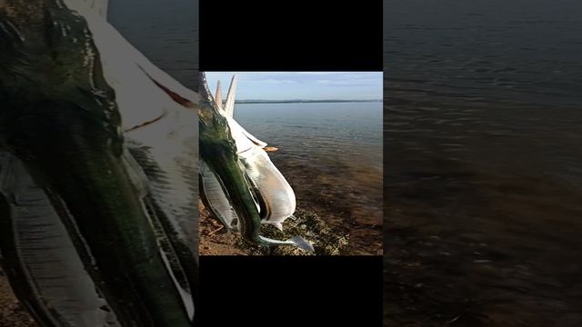 РЫБАЛКА НА СПИННИНГ #shorts #рыбалка смотреть онлайн