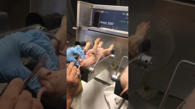 Piglet Castration