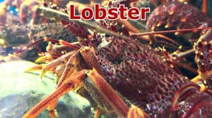 Wild Zoo Animals Toys Baby Mom Learn Animals Names With Educational Zoo Toys